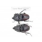 Neolucanus sp. China, Guizhou, Bijie, Jinsha county. 2M. Luca-Neol-22231.