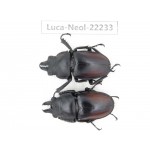 Neolucanus sp. China, Guizhou, Bijie, Jinsha county. 2M. Luca-Neol-22233.