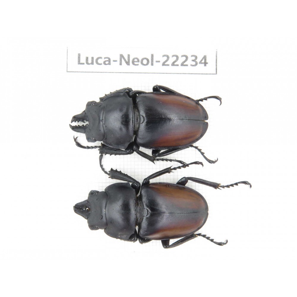 Neolucanus sp. China, Guizhou, Bijie, Jinsha county. 2M. Luca-Neol-22234.