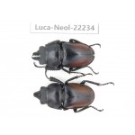 Neolucanus sp. China, Guizhou, Bijie, Jinsha county. 2M. Luca-Neol-22234.