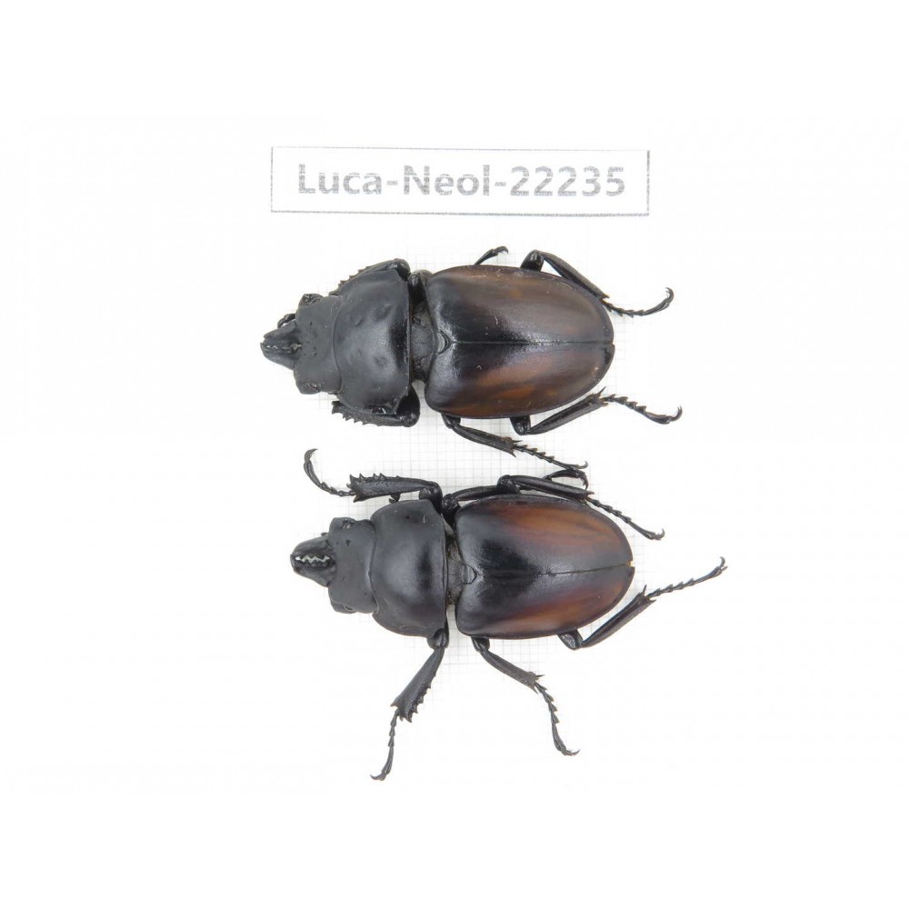 Neolucanus sp. China, Guizhou, Bijie, Jinsha county. 2M. Luca-Neol-22235.