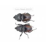 Neolucanus sp. China, Guizhou, Bijie, Jinsha county. 2M. Luca-Neol-22235.