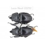 Neolucanus sp. China, Guizhou, Bijie, Jinsha county. 2M. Luca-Neol-22252.
