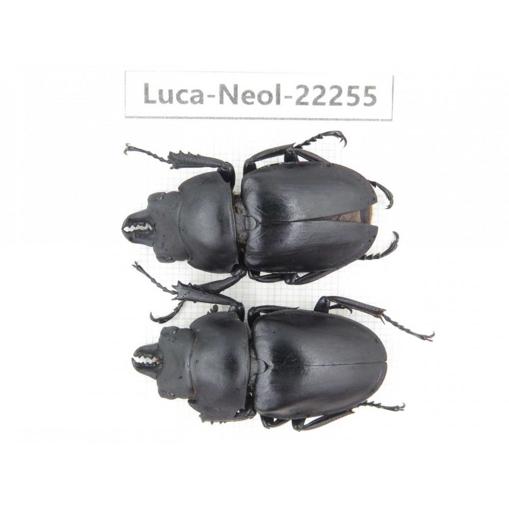 Neolucanus sp. China, Guizhou, Bijie, Jinsha county. 2M. Luca-Neol-22255.