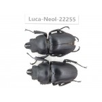 Neolucanus sp. China, Guizhou, Bijie, Jinsha county. 2M. Luca-Neol-22255.