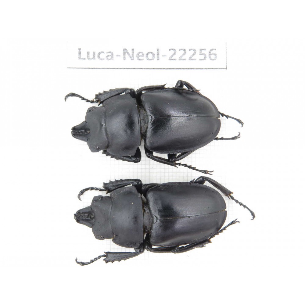 Neolucanus sp. China, Guizhou, Bijie, Jinsha county. 2M. Luca-Neol-22256.