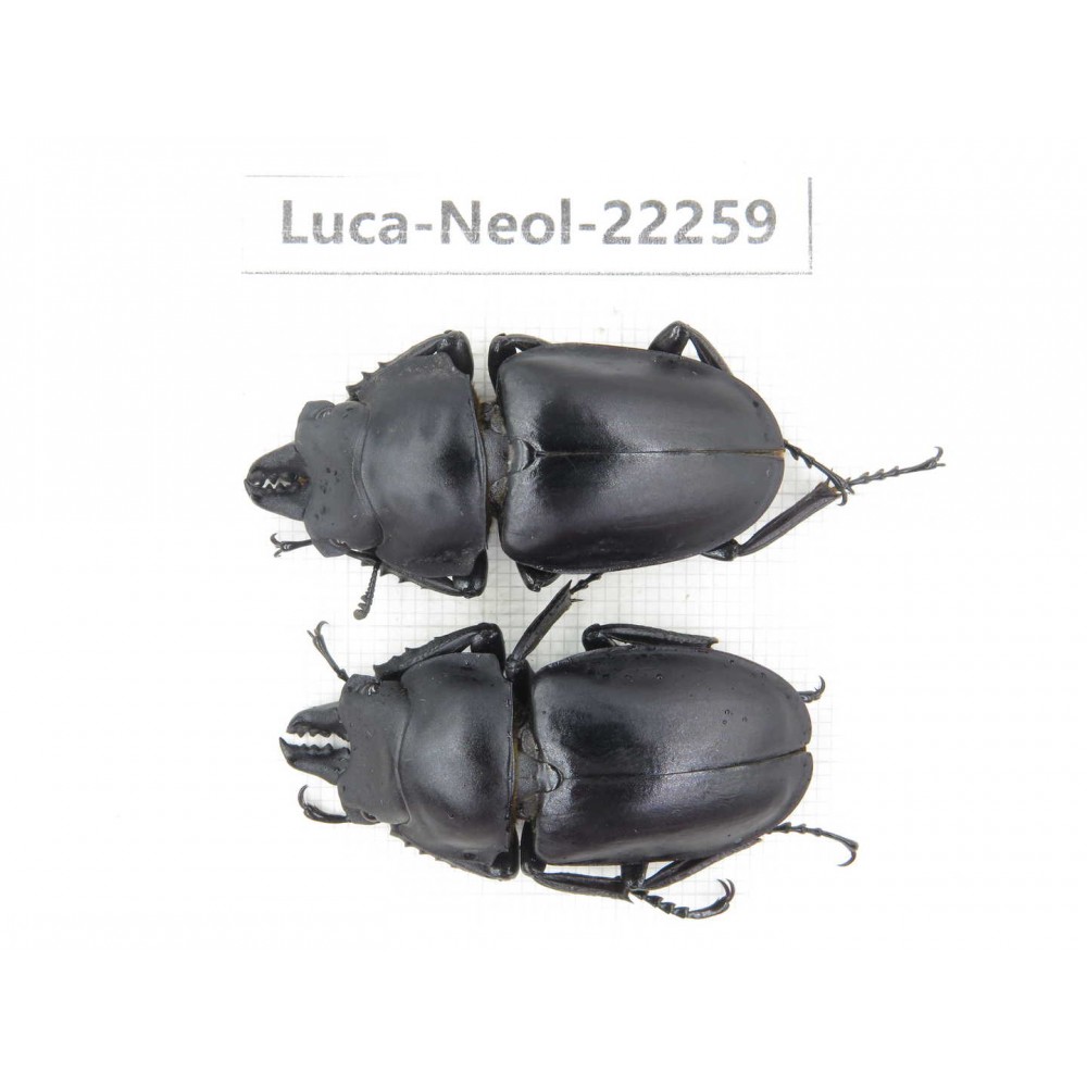 Neolucanus sp. China, Guizhou, Bijie, Jinsha county. 2M. Luca-Neol-22259.