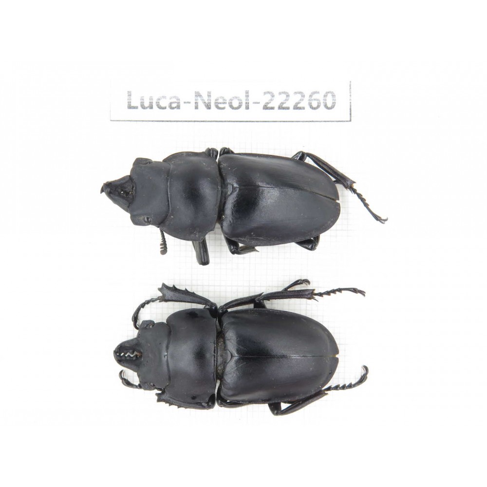 Neolucanus sp. China, Guizhou, Bijie, Jinsha county. 2M. Luca-Neol-22260.