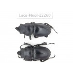 Neolucanus sp. China, Guizhou, Bijie, Jinsha county. 2M. Luca-Neol-22260.