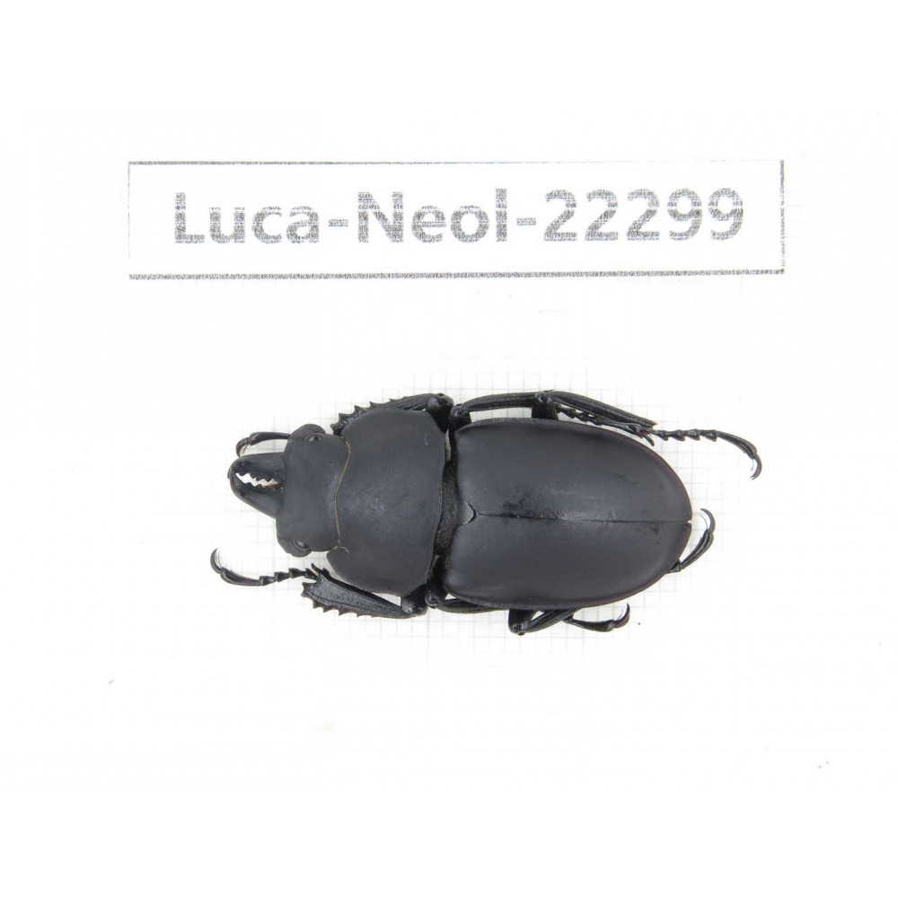 Neolucanus sp. China, Guizhou, Bijie, Jinsha county. 1M. Luca-Neol-22299.