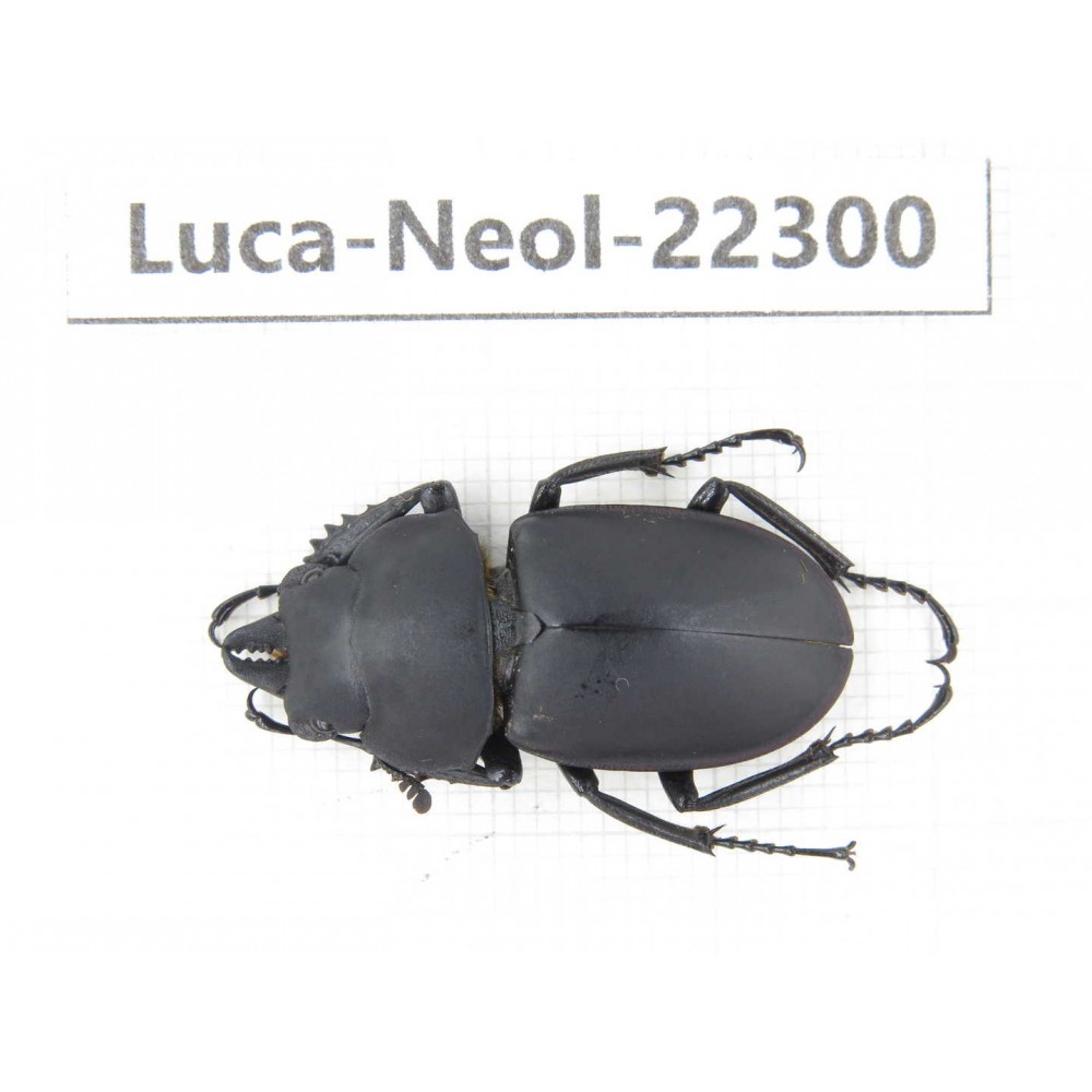 Neolucanus sp. China, Guizhou, Bijie, Jinsha county. 1M. Luca-Neol-22300.