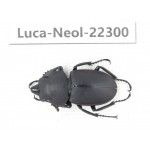 Neolucanus sp. China, Guizhou, Bijie, Jinsha county. 1M. Luca-Neol-22300.