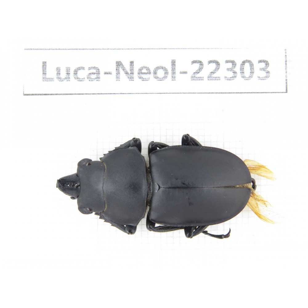 Neolucanus sp. China, Guizhou, Bijie, Jinsha county. 1M. Luca-Neol-22303.