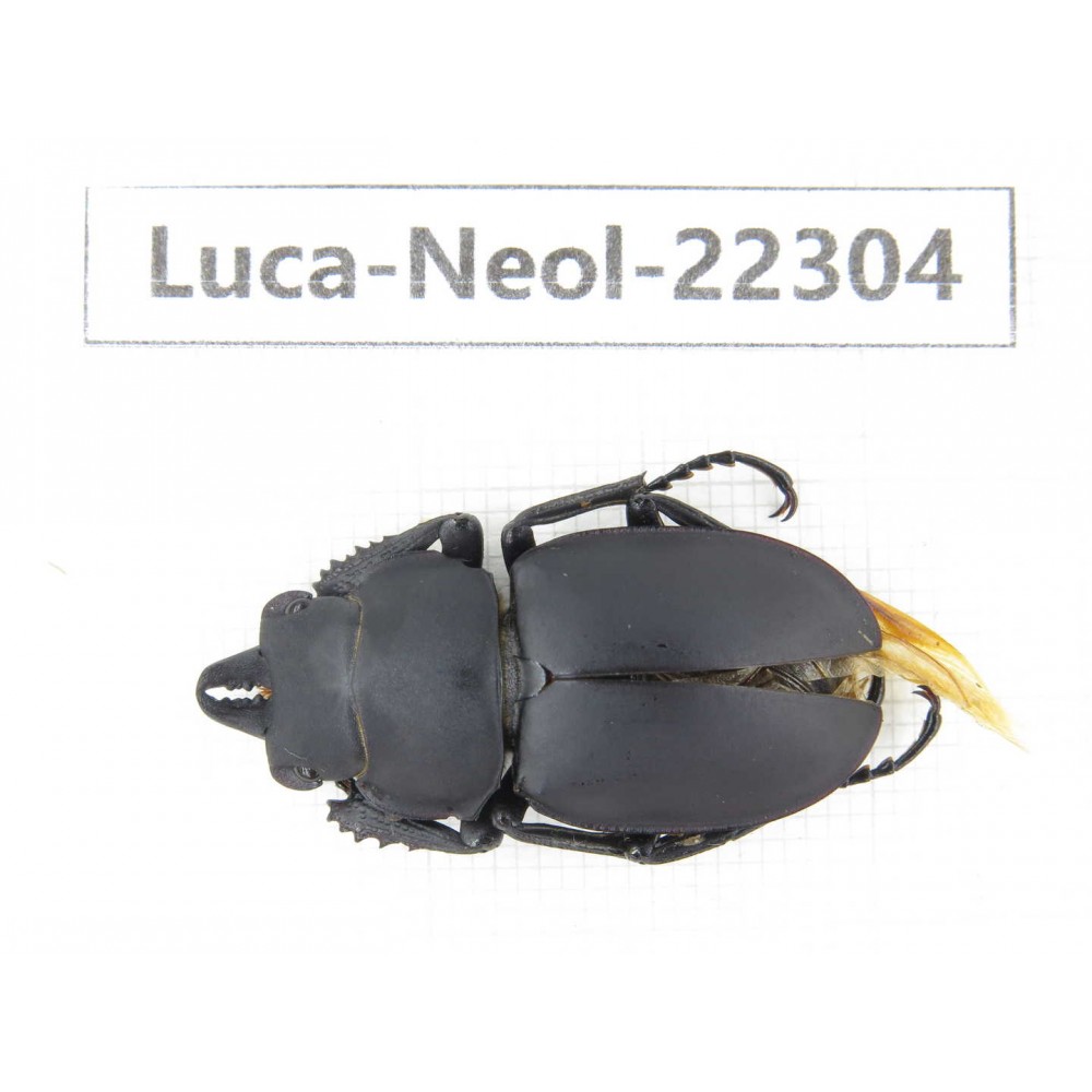 Neolucanus sp. China, Guizhou, Bijie, Jinsha county. 1M. Luca-Neol-22304.