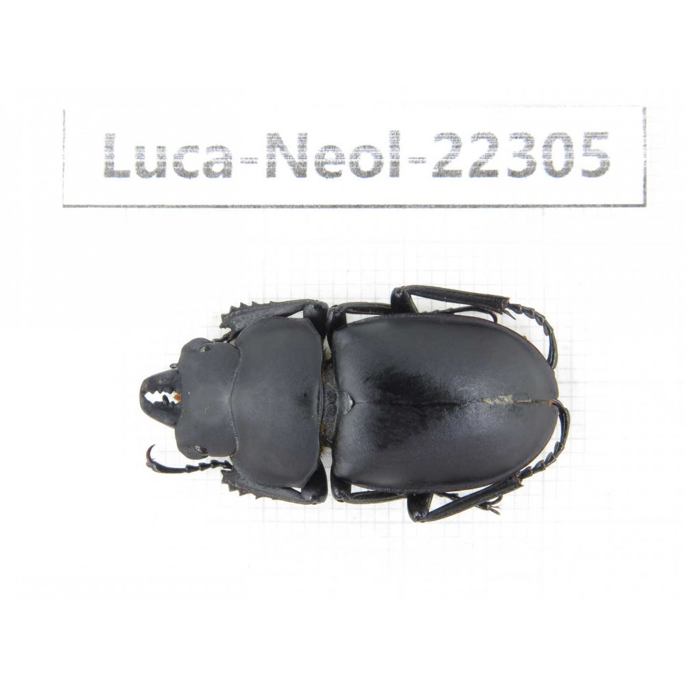 Neolucanus sp. China, Guizhou, Bijie, Jinsha county. 1M. Luca-Neol-22305.