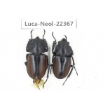 Neolucanus sp. China, Yunnan, Dehong, Yingjiang county.2M. Luca-Neol-22367.