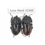 Neolucanus sp. China, Yunnan, Dehong, Yingjiang county.2M. Luca-Neol-22369.