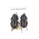 Neolucanus sp. China, Yunnan, Dehong, Yingjiang county.2M. Luca-Neol-22372.