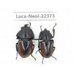Neolucanus sp. China, Yunnan, Dehong, Yingjiang county.2M. Luca-Neol-22373.