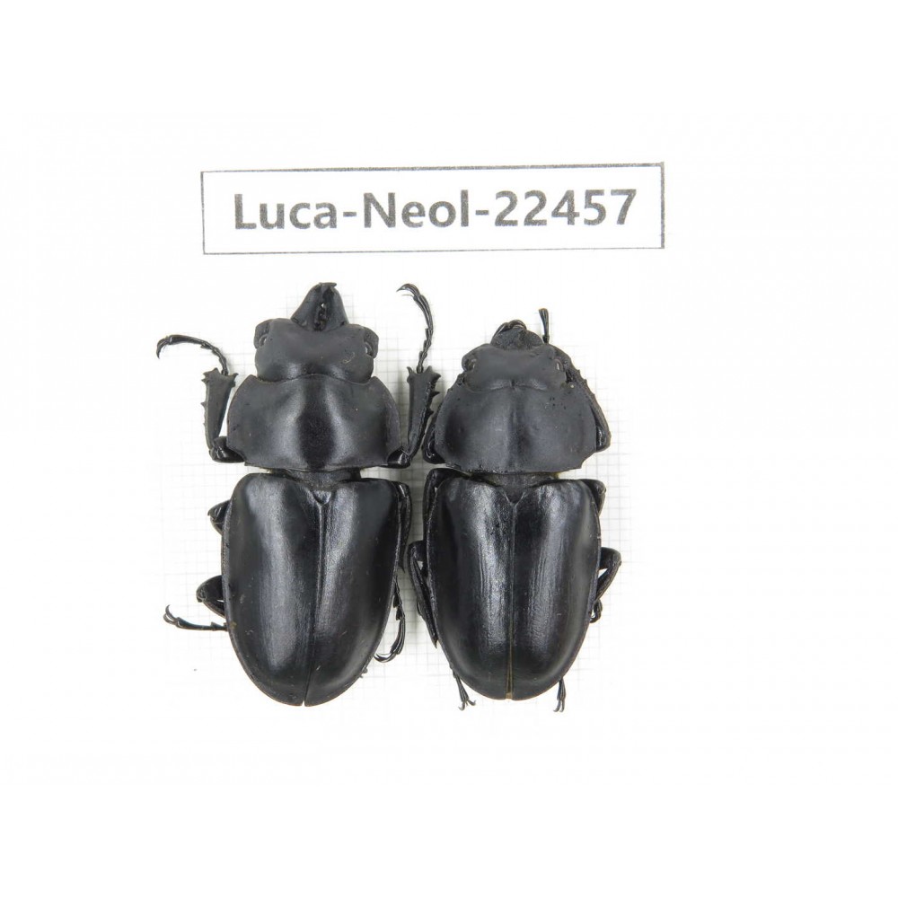 Neolucanus sp. China, Yunnan, Zhaotong, Yiliang county. 1P. Luca-Neol-22457.