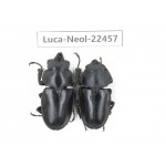 Neolucanus sp. China, Yunnan, Zhaotong, Yiliang county. 1P. Luca-Neol-22457.