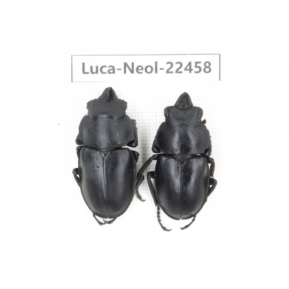Neolucanus sp. China, Yunnan, Zhaotong, Yiliang county. 1P. Luca-Neol-22458.