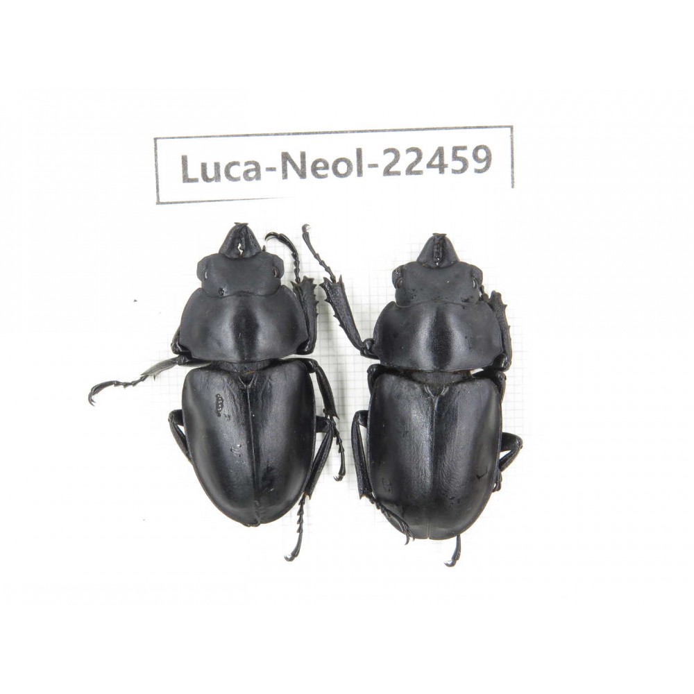 Neolucanus sp. China, Yunnan, Zhaotong, Yiliang county. 1P. Luca-Neol-22459.