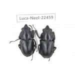 Neolucanus sp. China, Yunnan, Zhaotong, Yiliang county. 1P. Luca-Neol-22459.