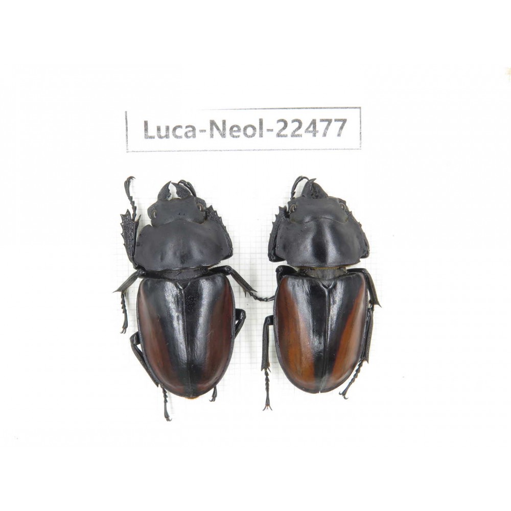 Neolucanus sp. China, Yunnan, Baoshan, Tengchong. 1P. Luca-Neol-22477.