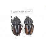 Neolucanus sp. China, Yunnan, Baoshan, Tengchong. 1P. Luca-Neol-22477.