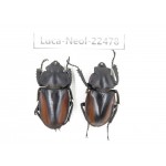 Neolucanus sp. China, Yunnan, Baoshan, Tengchong. 1P. Luca-Neol-22478.