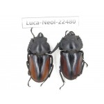 Neolucanus sp. China, Yunnan, Baoshan, Tengchong. 1P. Luca-Neol-22480.