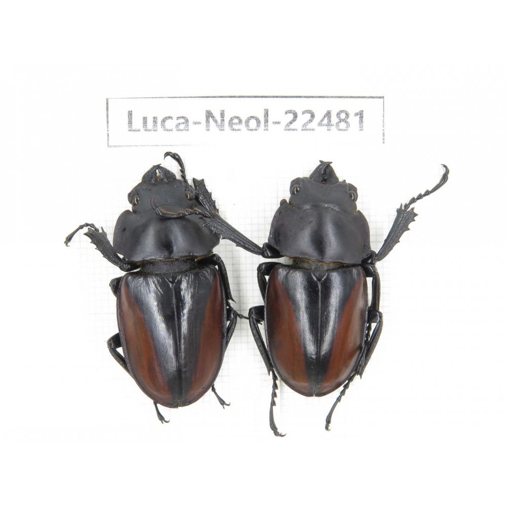 Neolucanus sp. China, Yunnan, Baoshan, Tengchong. 1P. Luca-Neol-22481.