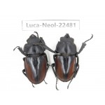Neolucanus sp. China, Yunnan, Baoshan, Tengchong. 1P. Luca-Neol-22481.