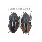 Neolucanus sp. China, Yunnan, Baoshan, Tengchong. 1P. Luca-Neol-22482.