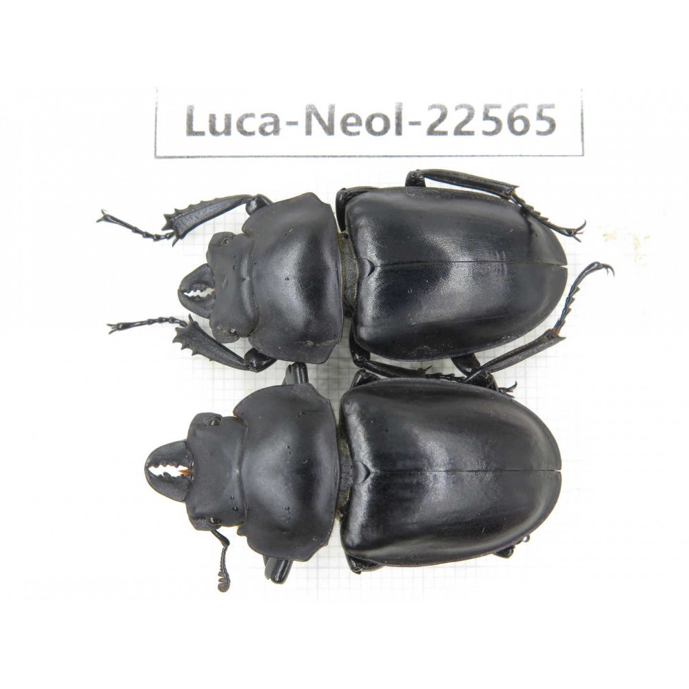 Neolucanus sp. China, Yunnan, Honghe, Pingbian county, Mt.Daweishan.2M. Luca-Neol-22565.