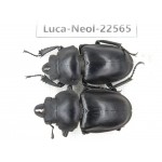 Neolucanus sp. China, Yunnan, Honghe, Pingbian county, Mt.Daweishan.2M. Luca-Neol-22565.