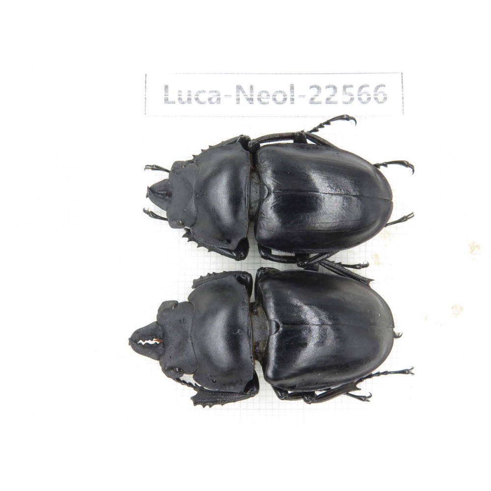 Neolucanus sp. China, Yunnan, Honghe, Pingbian county, Mt.Daweishan.2M. Luca-Neol-22566.