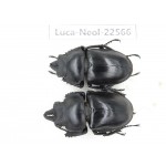 Neolucanus sp. China, Yunnan, Honghe, Pingbian county, Mt.Daweishan.2M. Luca-Neol-22566.