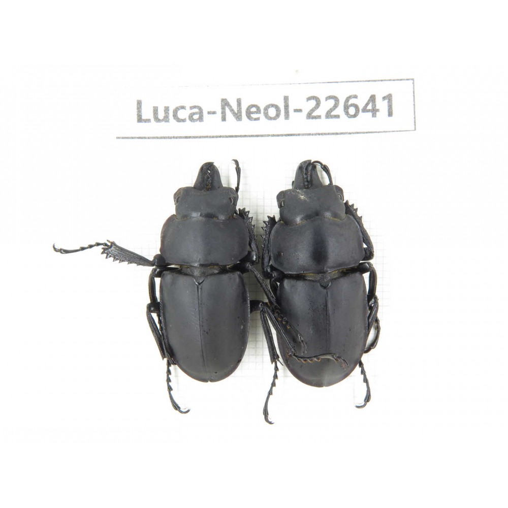 Neolucanus sp. China, Guizhou, Qiandongnan, Mt.Leigongshan. 2M. Luca-Neol-22641.