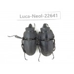 Neolucanus sp. China, Guizhou, Qiandongnan, Mt.Leigongshan. 2M. Luca-Neol-22641.