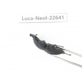 Neolucanus sp. China, Guizhou, Qiandongnan, Mt.Leigongshan. 2M. Luca-Neol-22641.