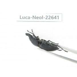 Neolucanus sp. China, Guizhou, Qiandongnan, Mt.Leigongshan. 2M. Luca-Neol-22641.