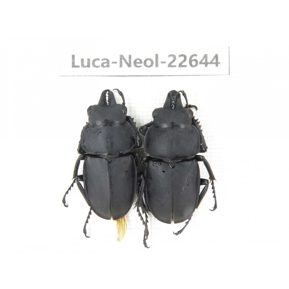 Neolucanus sp. China, Guizhou, Qiandongnan, Mt.Leigongshan. 2M. Luca-Neol-22644.