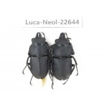 Neolucanus sp. China, Guizhou, Qiandongnan, Mt.Leigongshan. 2M. Luca-Neol-22644.