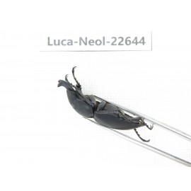 Neolucanus sp. China, Guizhou, Qiandongnan, Mt.Leigongshan. 2M. Luca-Neol-22644.