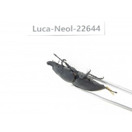 Neolucanus sp. China, Guizhou, Qiandongnan, Mt.Leigongshan. 2M. Luca-Neol-22644.