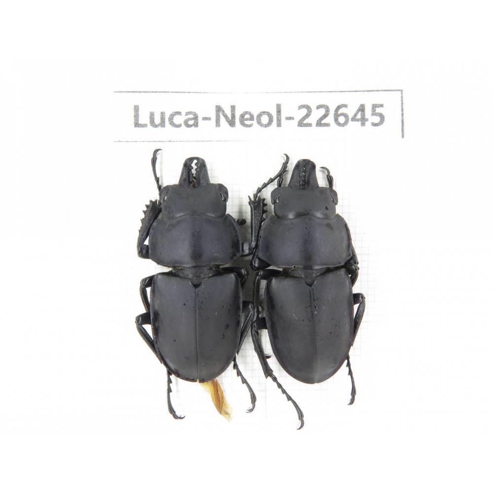Neolucanus sp. China, Guizhou, Qiandongnan, Mt.Leigongshan. 2M. Luca-Neol-22645.