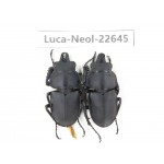 Neolucanus sp. China, Guizhou, Qiandongnan, Mt.Leigongshan. 2M. Luca-Neol-22645.