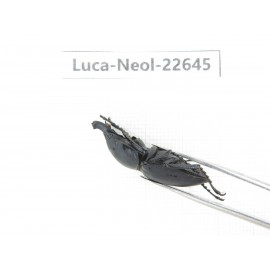 Neolucanus sp. China, Guizhou, Qiandongnan, Mt.Leigongshan. 2M. Luca-Neol-22645.
